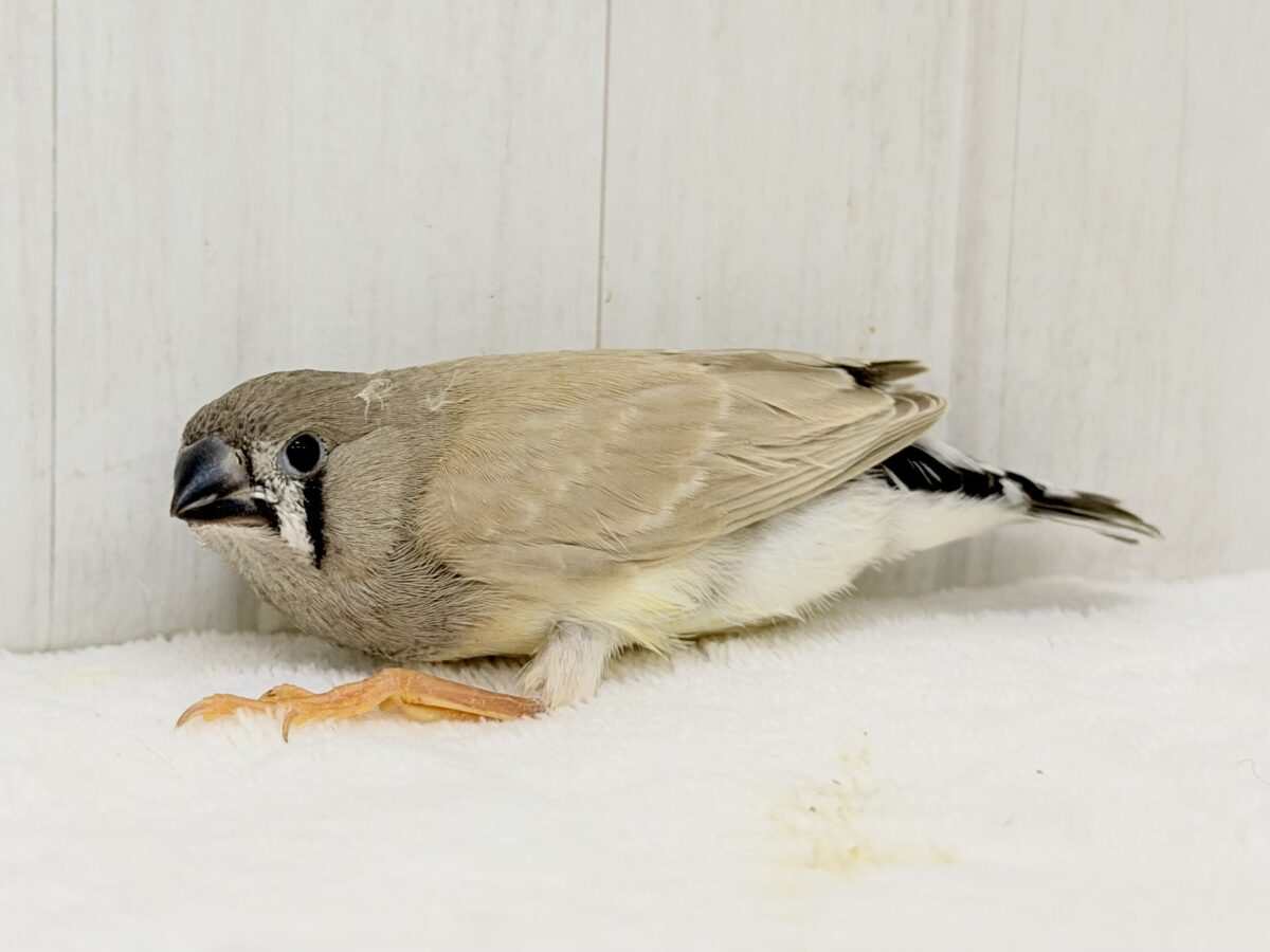 錦花鳥（キンカチョウ）