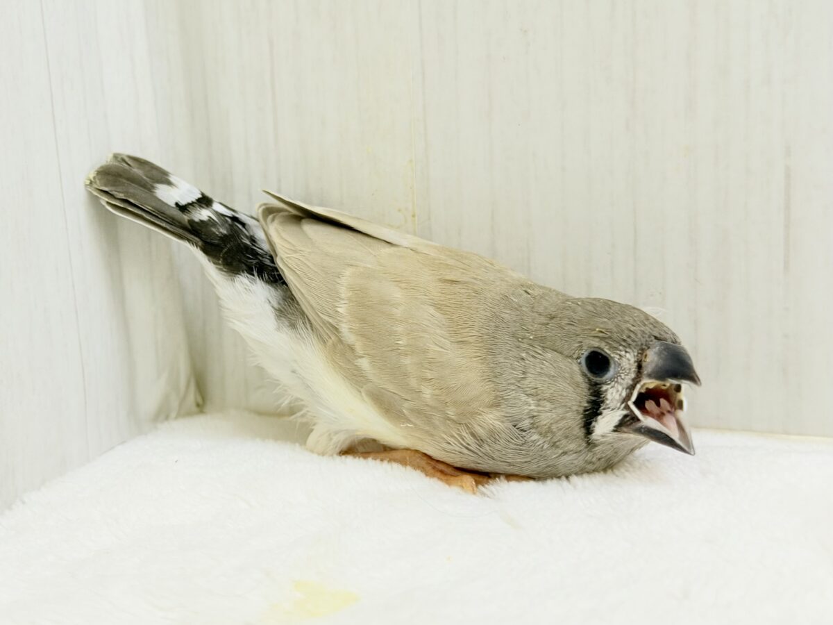 錦花鳥（キンカチョウ）