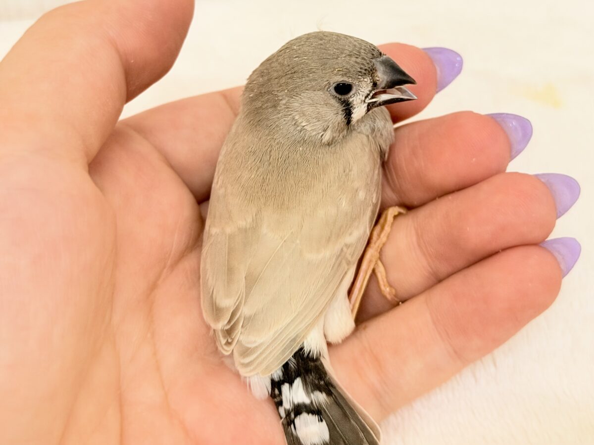 錦花鳥（キンカチョウ）