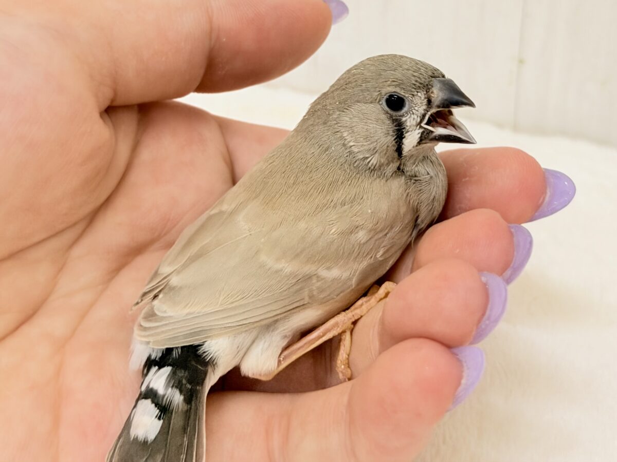 もちもち♡手のひらサイズの小さなきなこもち