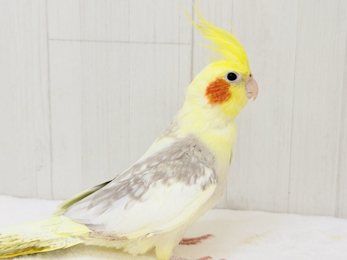 オカメインコ