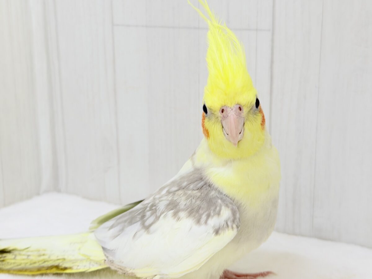 オカメインコ