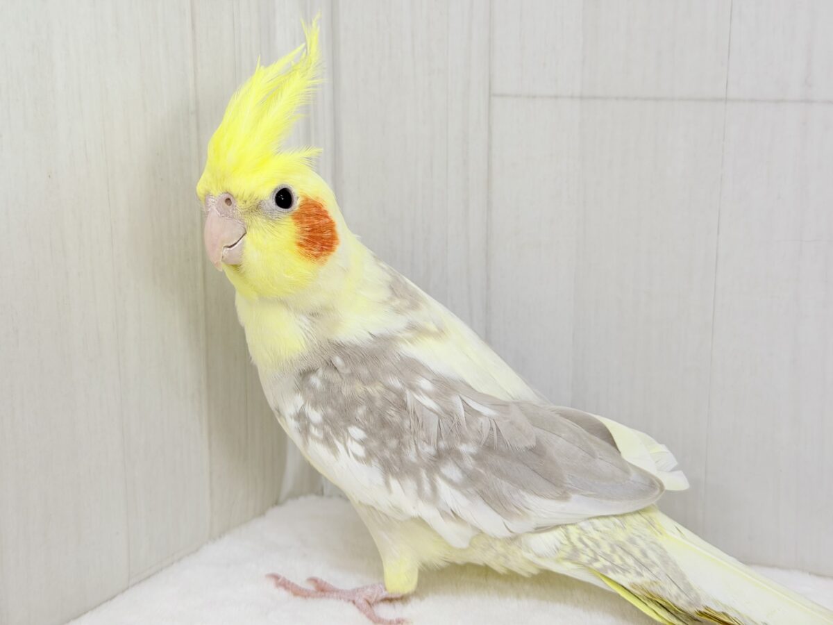 オカメインコ