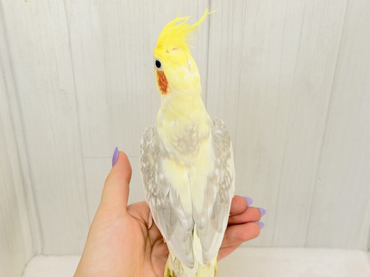 オカメインコ