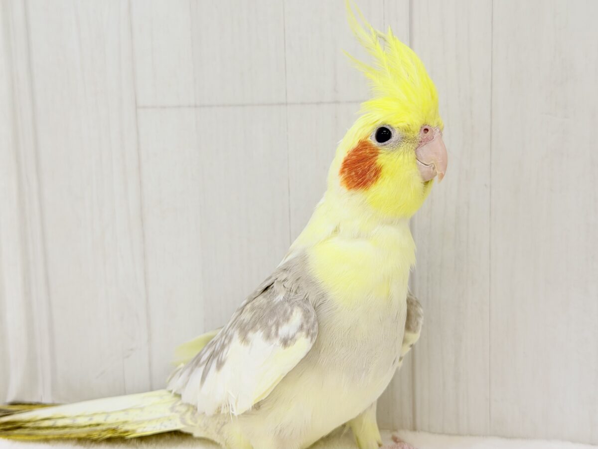 オカメインコ