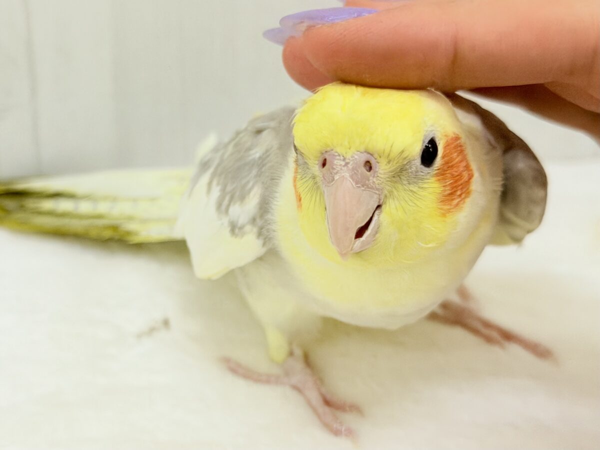 【1人餌】今日もるんるん♪歌が大好きなオカメちゃん(シナモンパイド)
