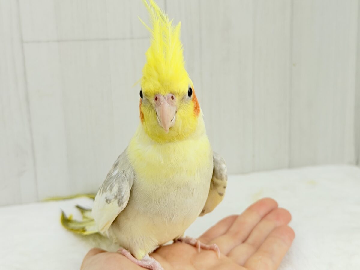 オカメインコ