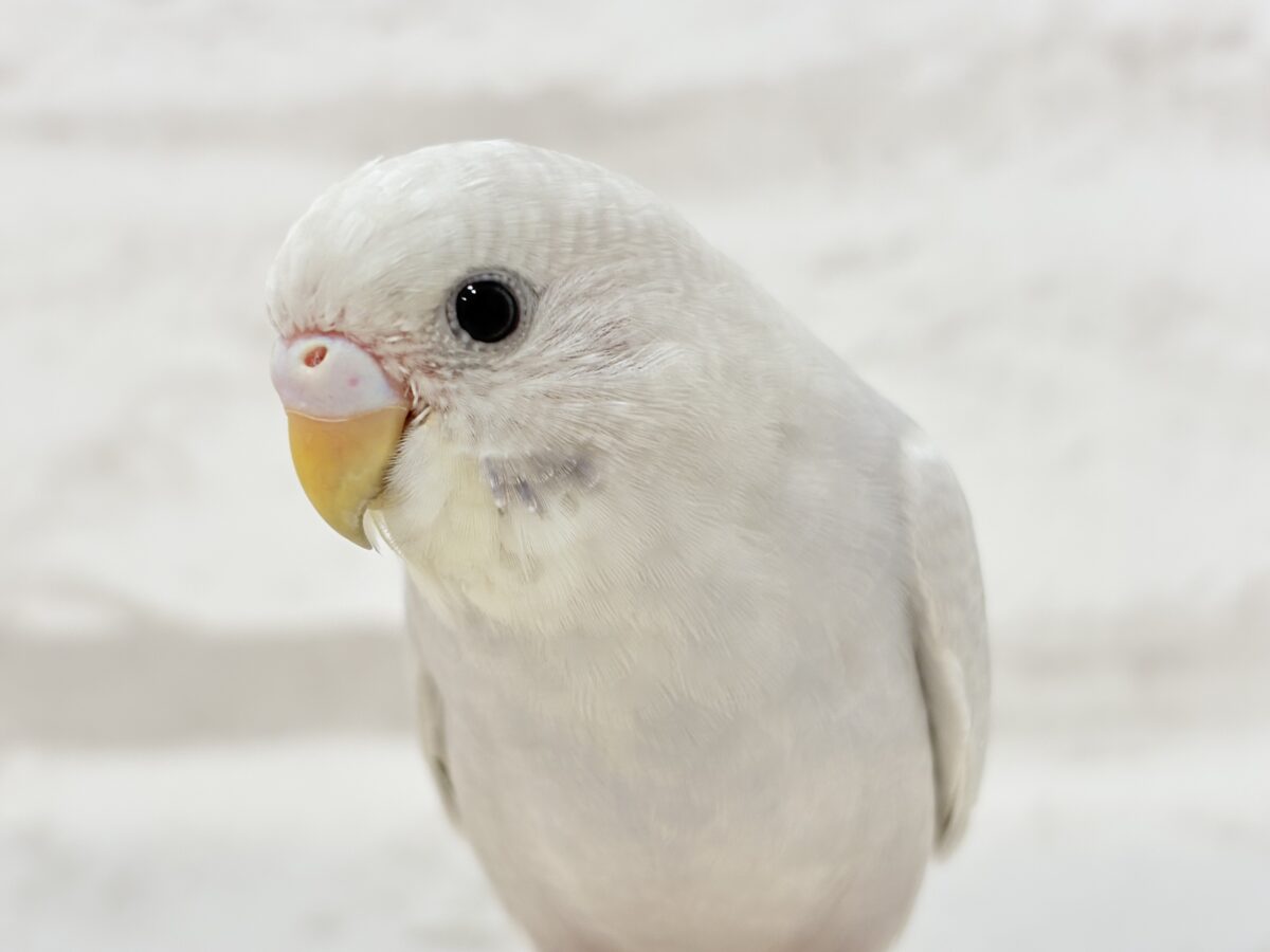 毎日がパーティ好奇心溢れちゃう🎉✨セキセイインコ(ライラック)