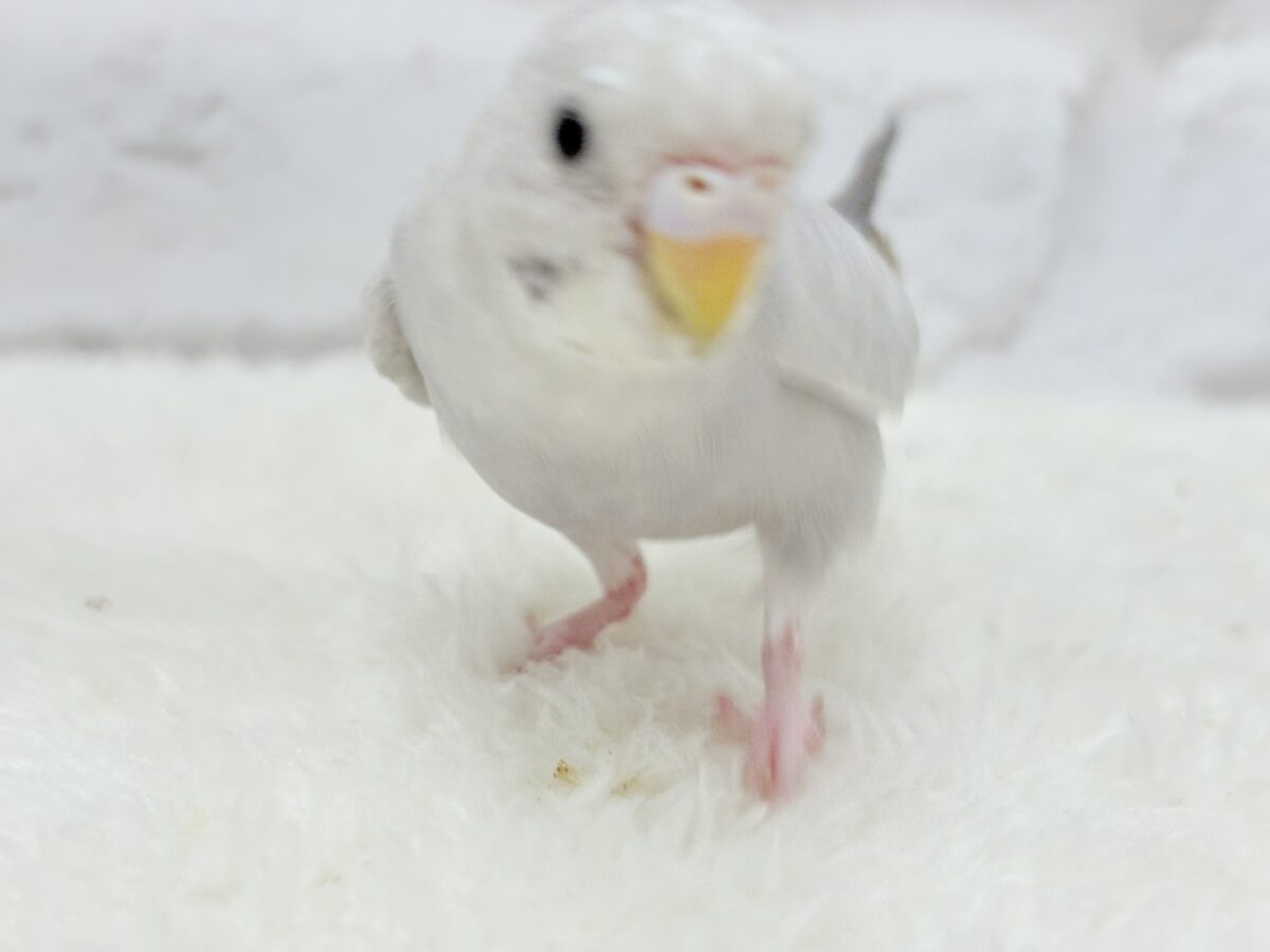 セキセイインコ
