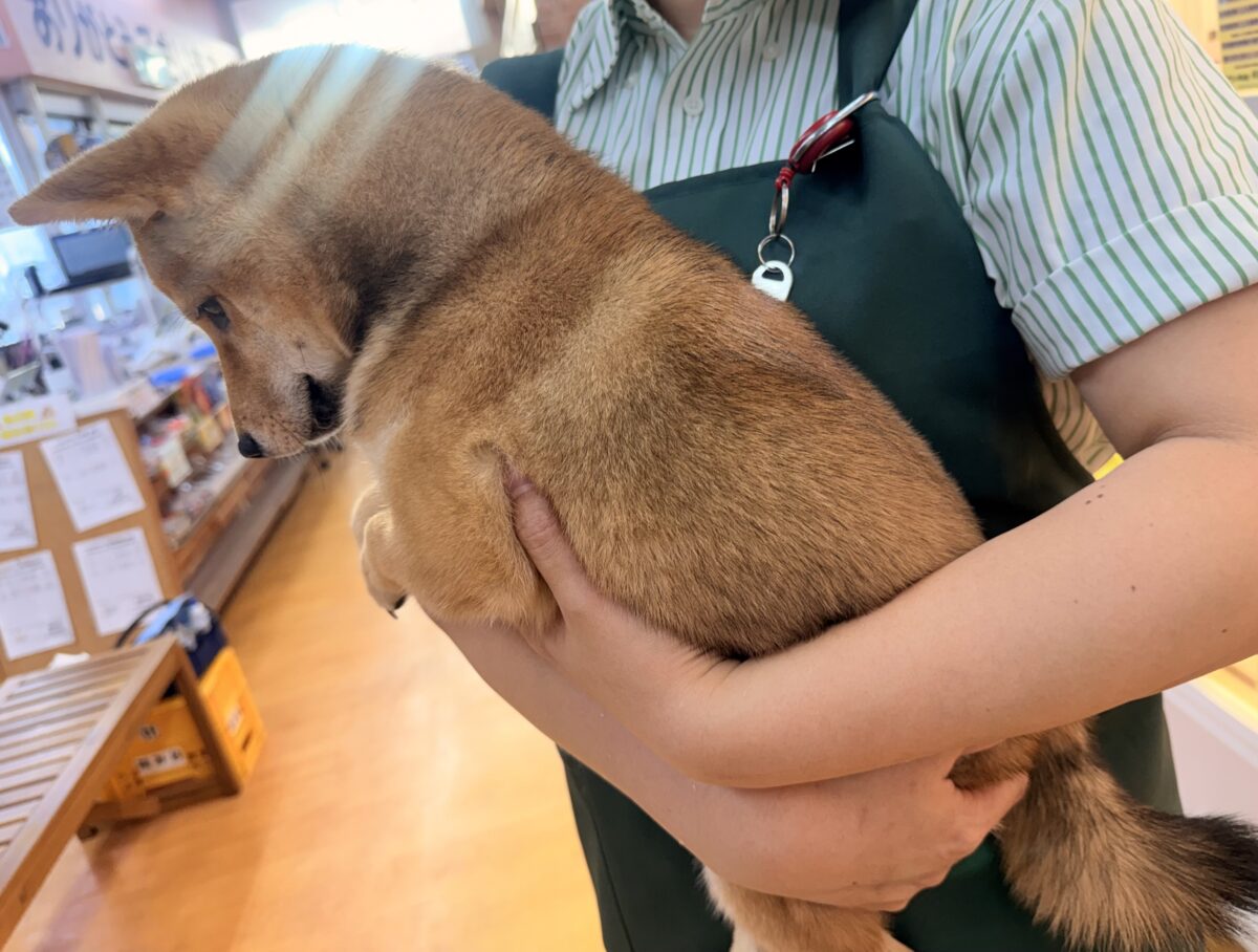 豆柴
