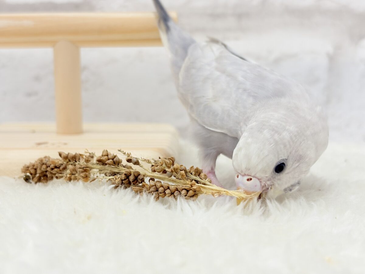 セキセイインコ