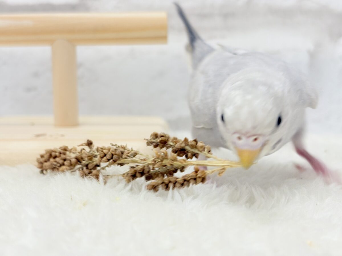 セキセイインコ