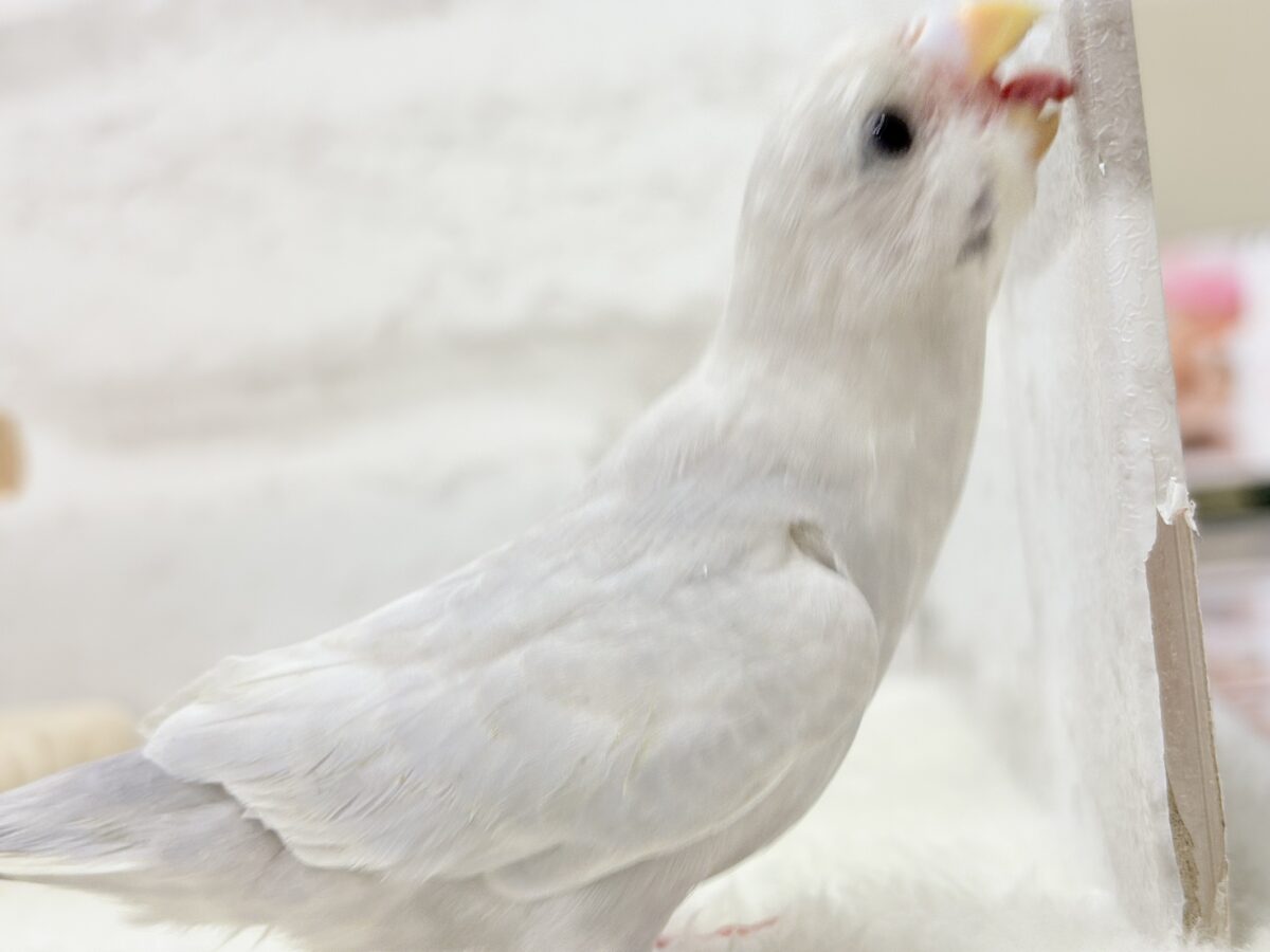 セキセイインコ