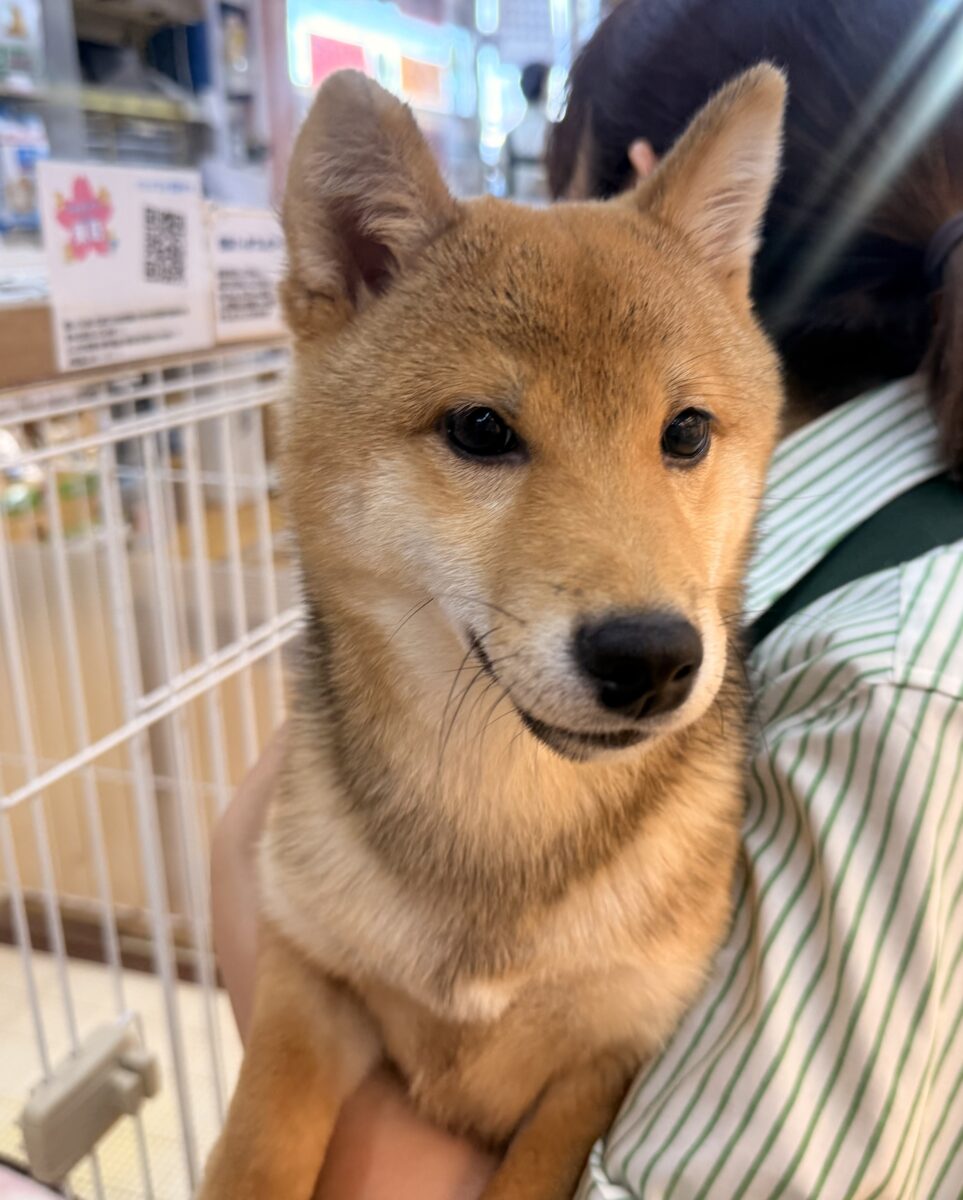 豆柴
