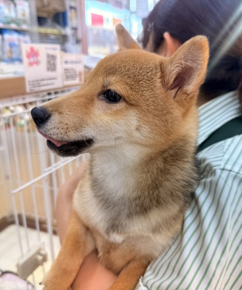 豆柴