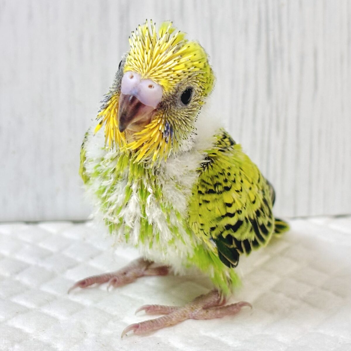 セキセイインコ