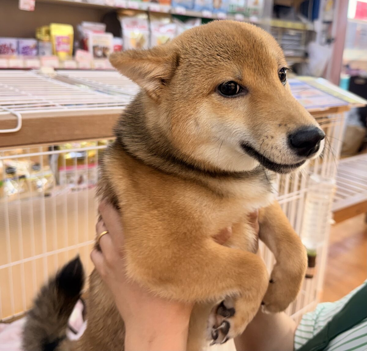 豆柴