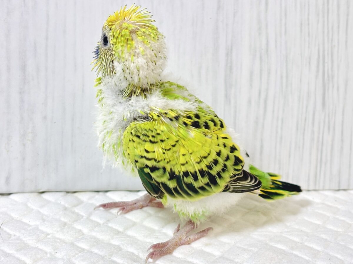 セキセイインコ