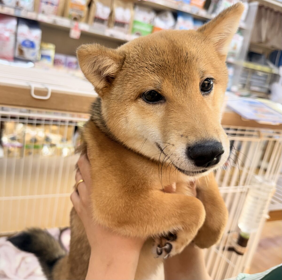 豆柴
