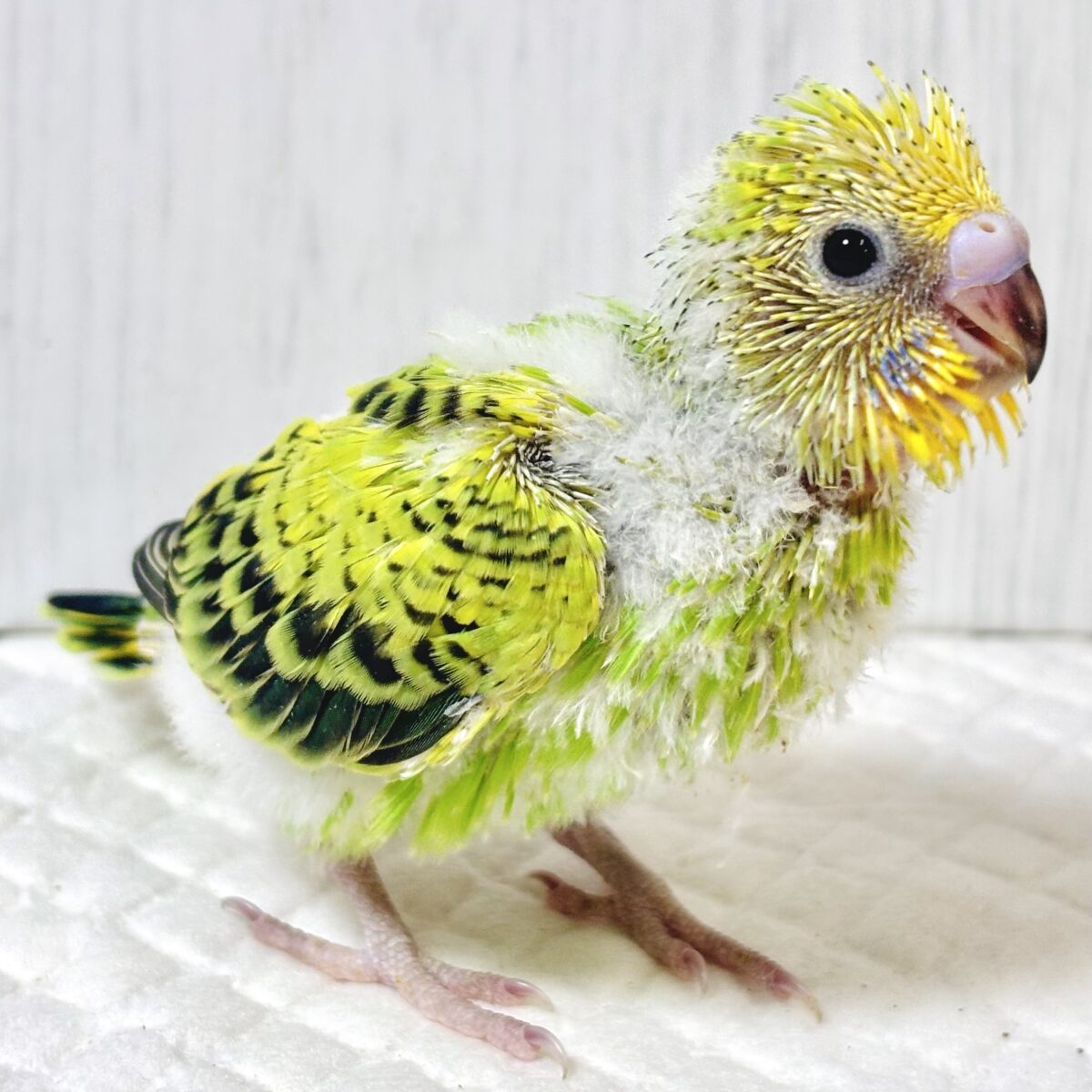 🍂鮮やかイエロー×グリーン💚人気急上昇中！王道可愛いグリーンオパーリンちゃん🐥✨