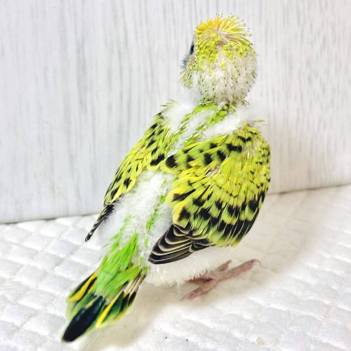 セキセイインコ