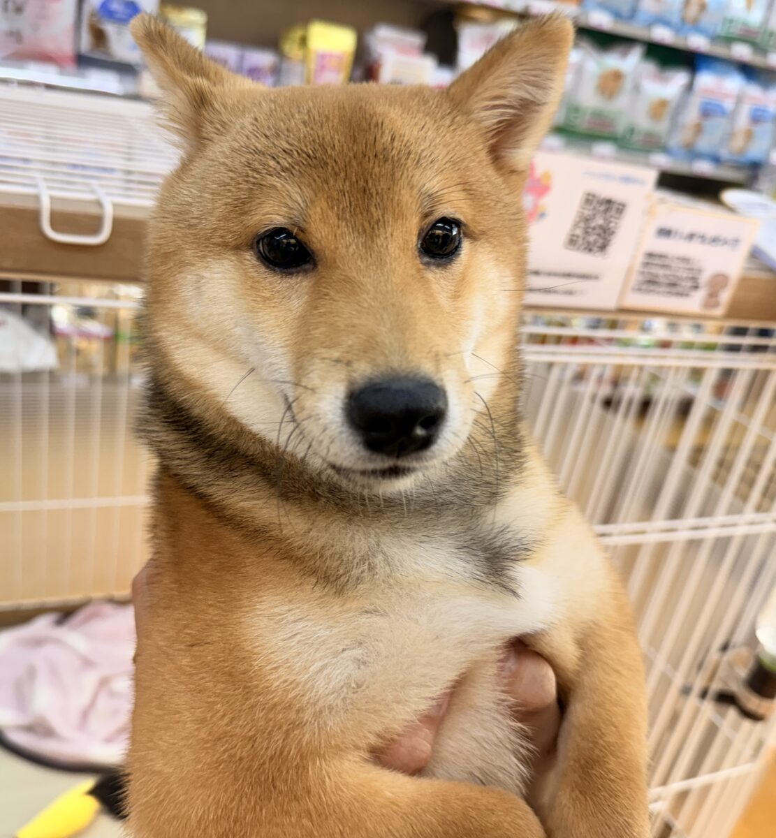 豆柴