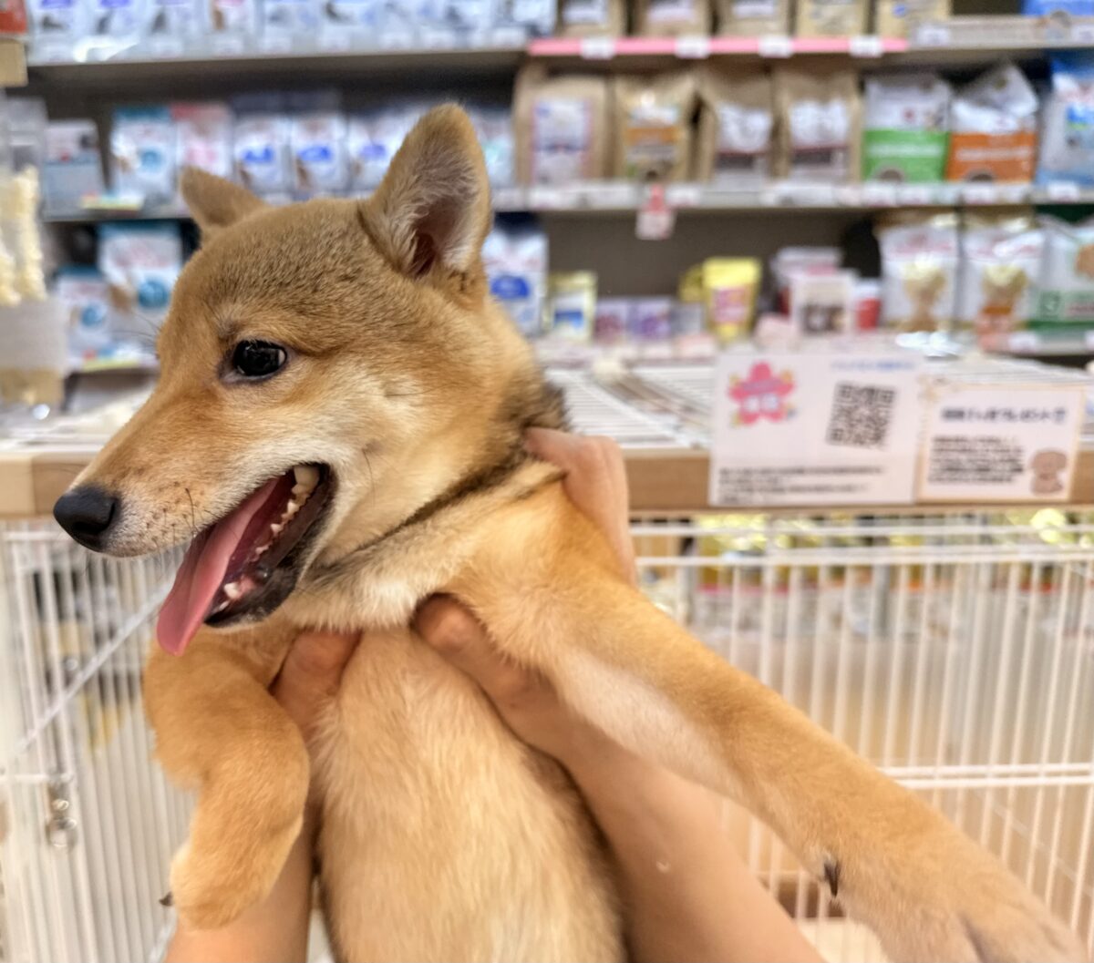 豆柴