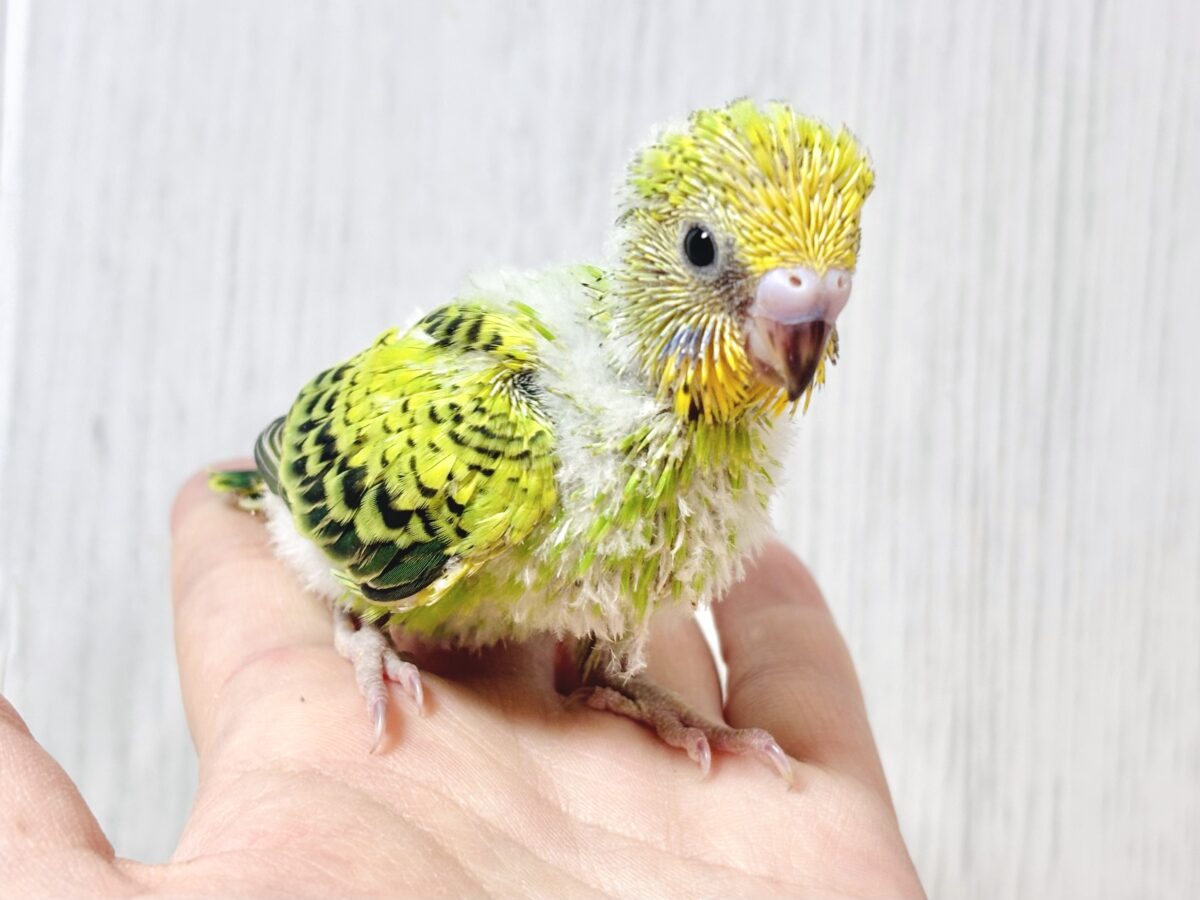 セキセイインコ