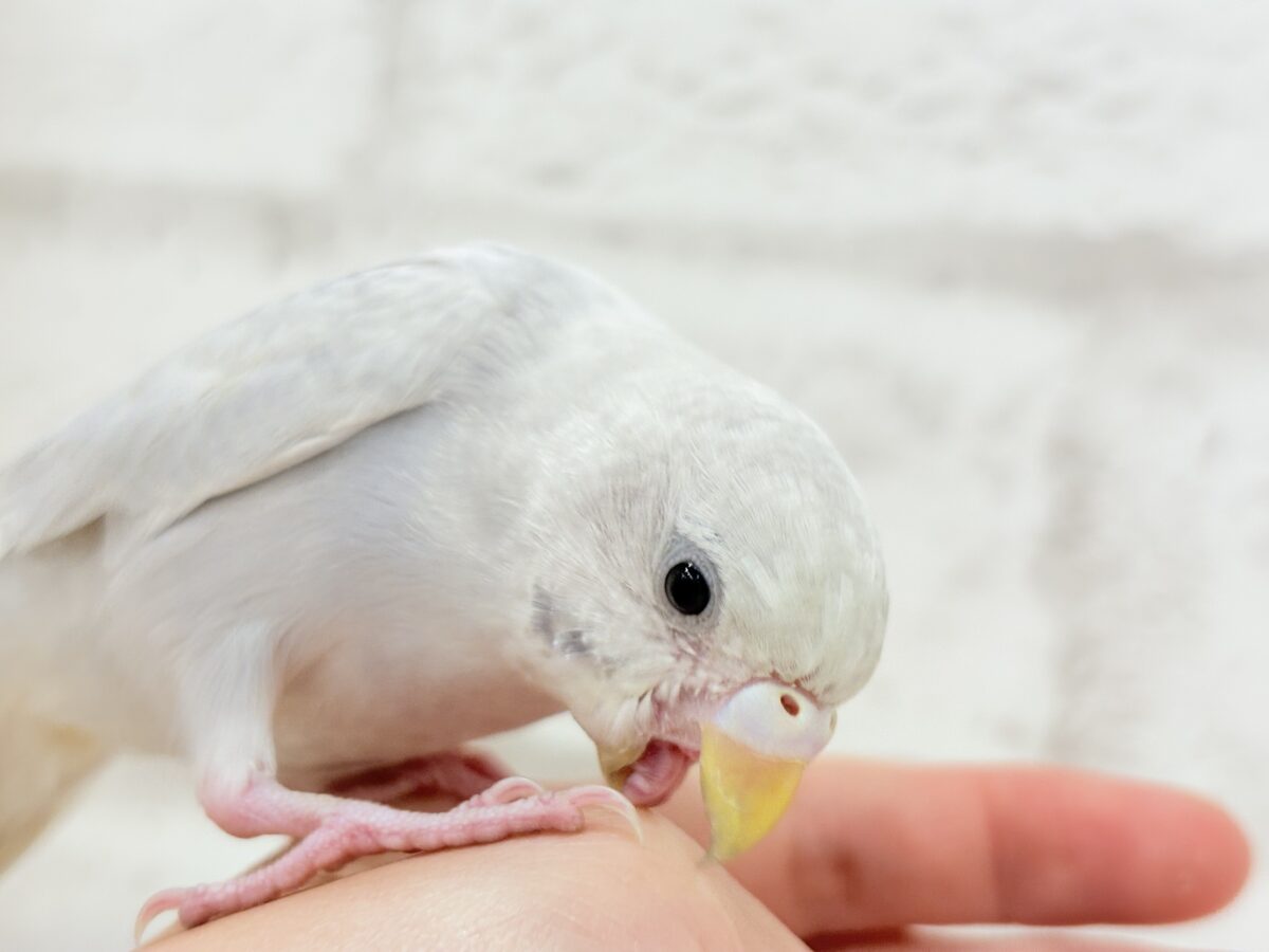 セキセイインコ
