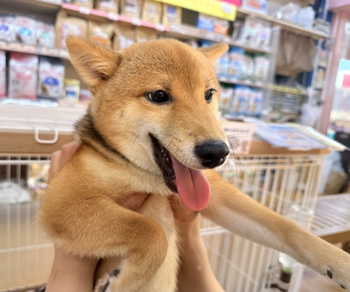 豆柴