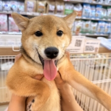 撫でられるとテンションMAX❣️豆柴の男の子！