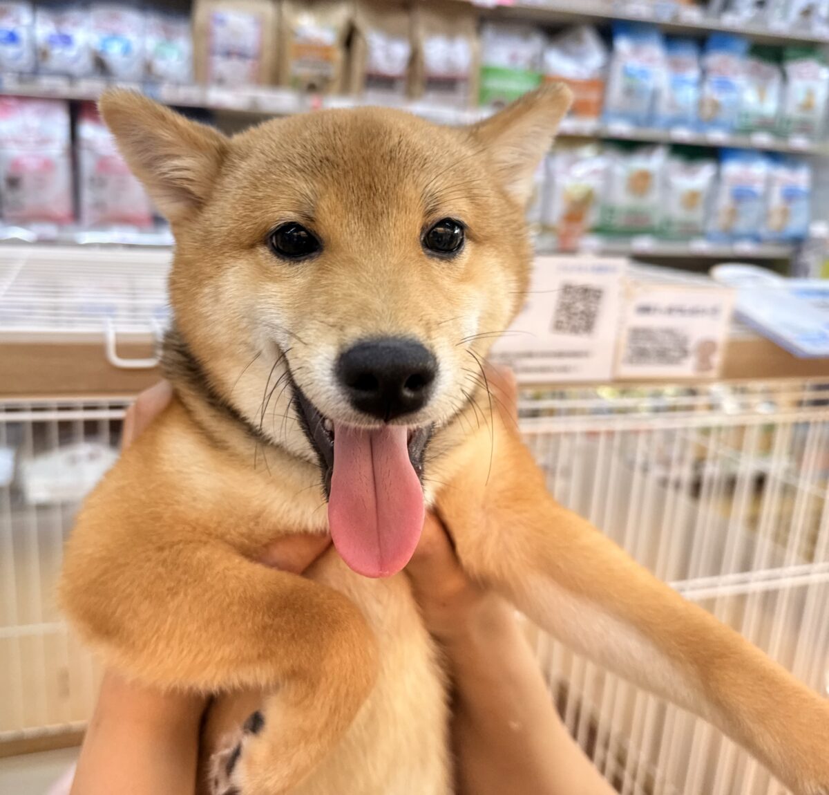 撫でられるとテンションMAX❣️豆柴の男の子！