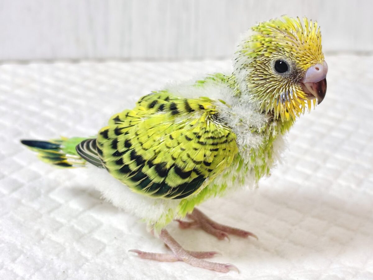 セキセイインコ
