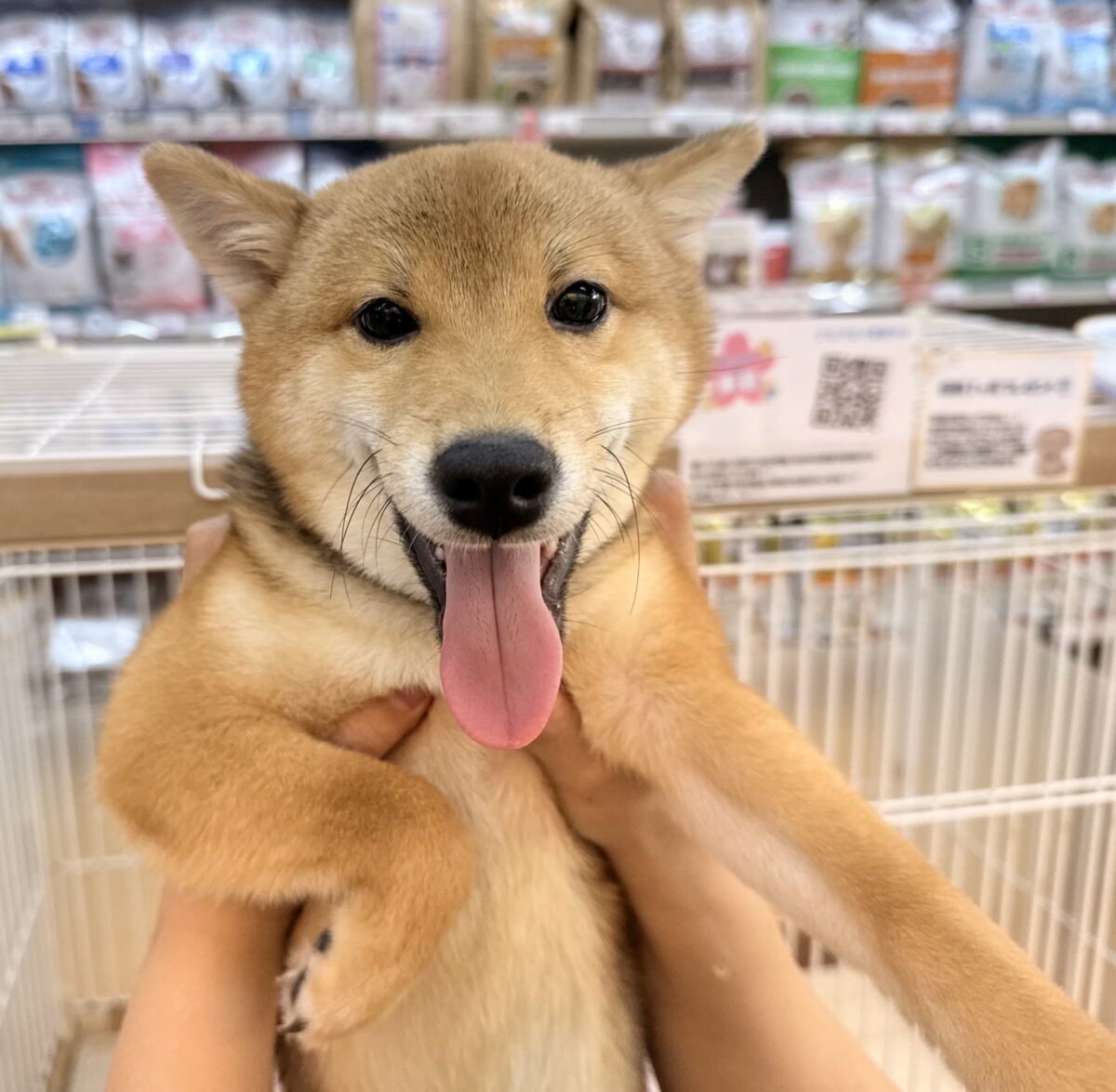 豆柴