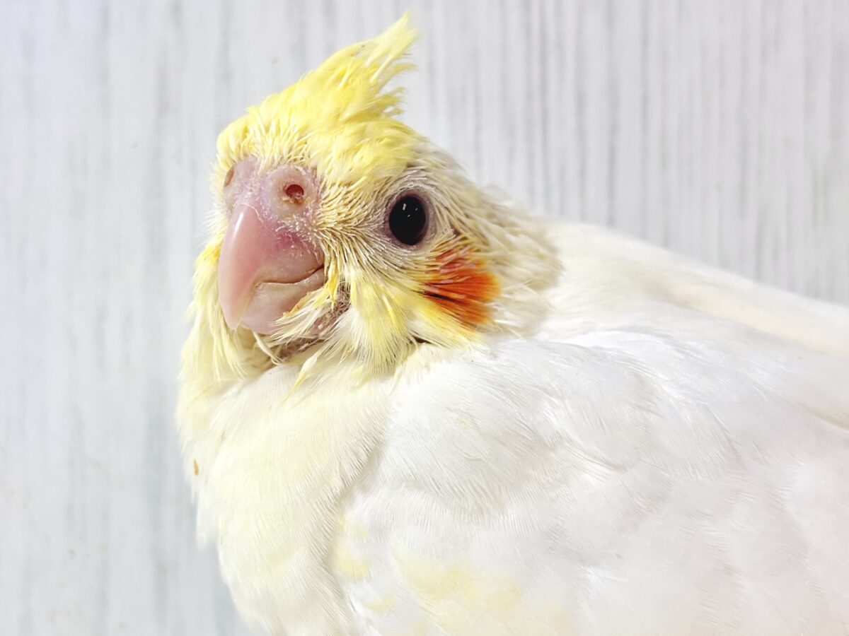 オカメインコ