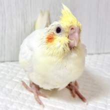 🍁秋晴れの空に映えるイエロー🍁まるっとボディがたまらない！王道可愛いルチノーオカメちゃん🐥💛