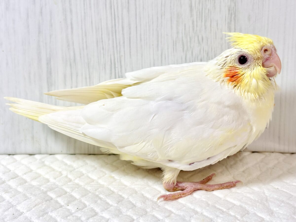 オカメインコ