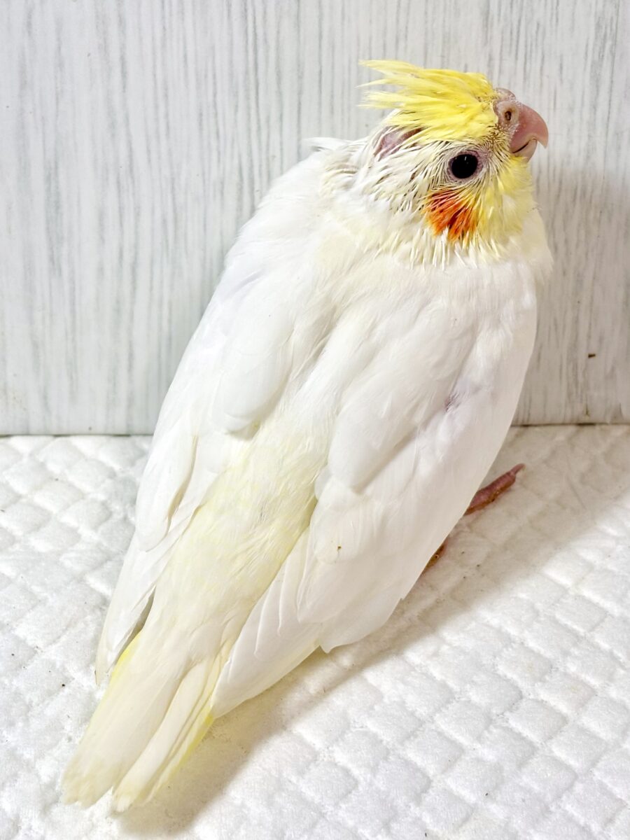 オカメインコ