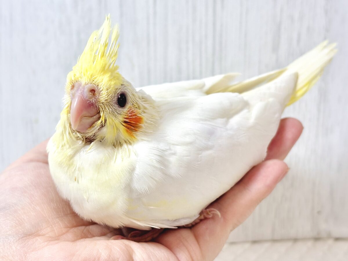 オカメインコ