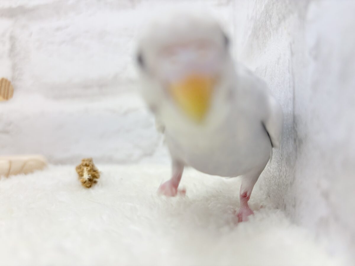 セキセイインコ