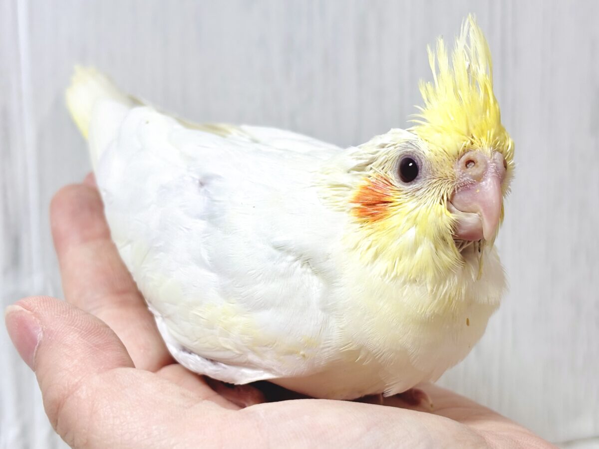 オカメインコ