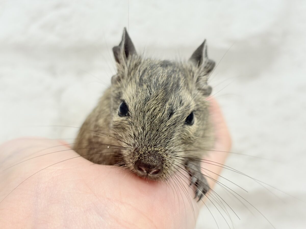 デグー