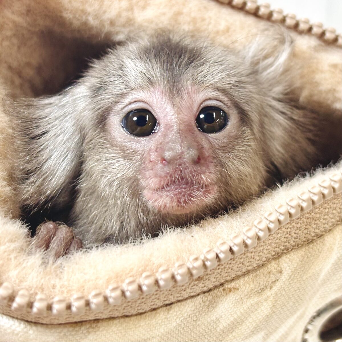 🍂コモンマーモセットの赤ちゃん🐒🤎 🌾秋の木漏れ日みたい🌾うるうる瞳がたまらない！