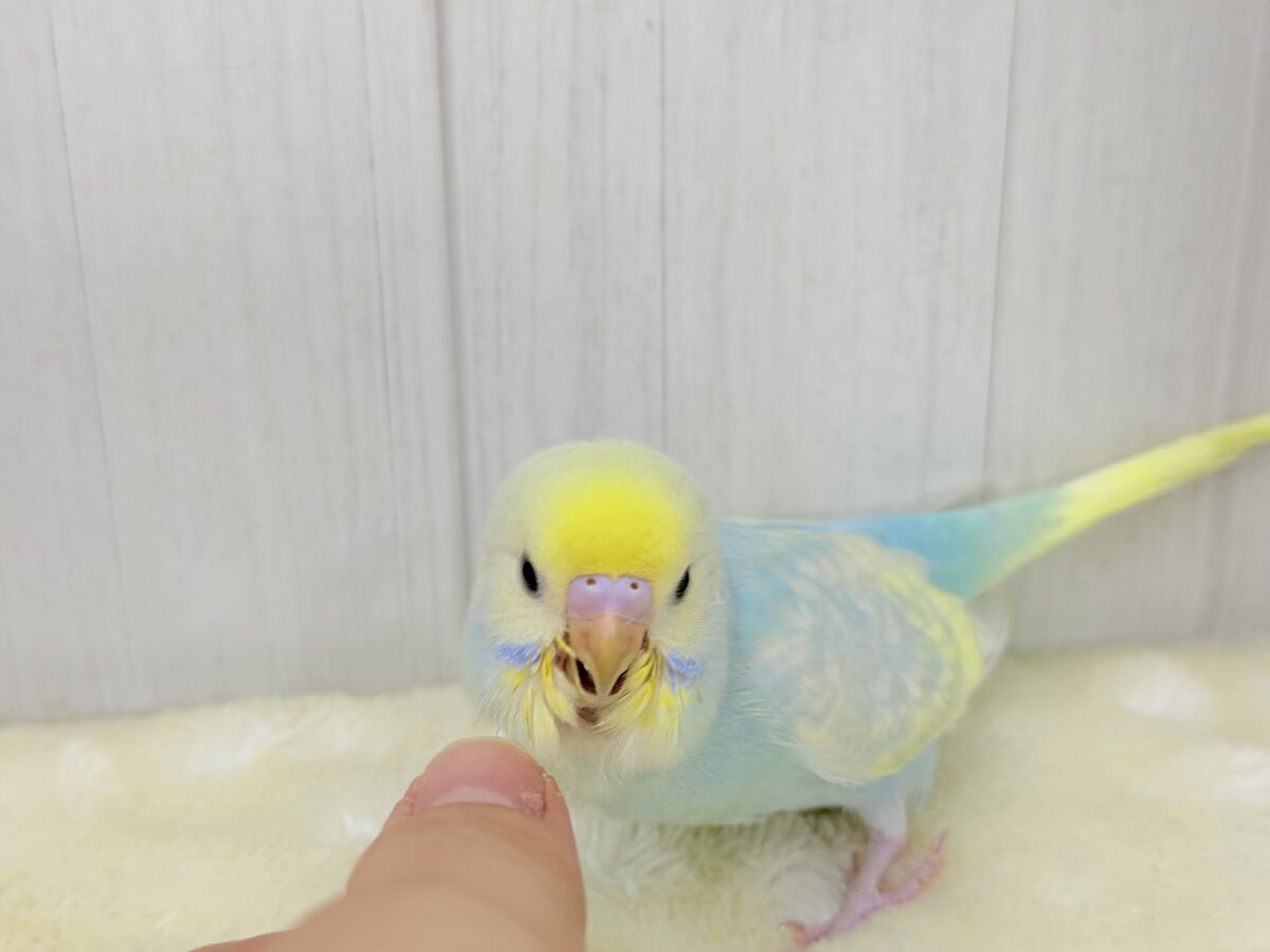 Theパステル!爽やかソーダのレインボー🌈(パステルレインボースパングル) セキセイインコ