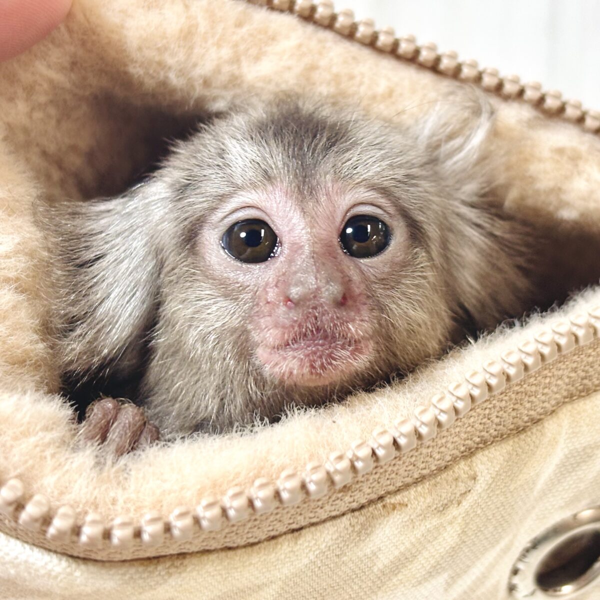 🍂コモンマーモセットの赤ちゃん🐒🤎 🌾秋の木漏れ日みたい🌾うるうる