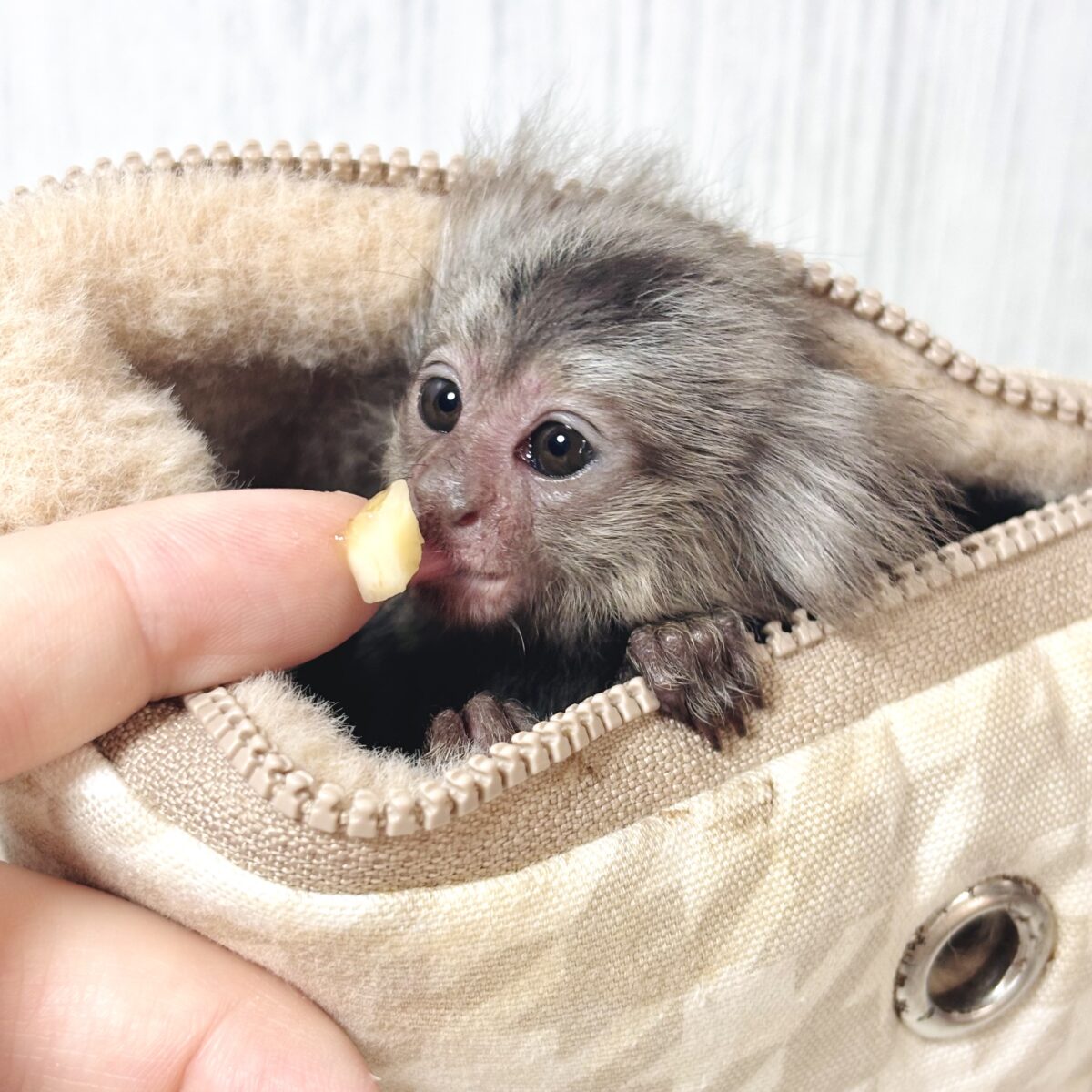 コモンマーモセット