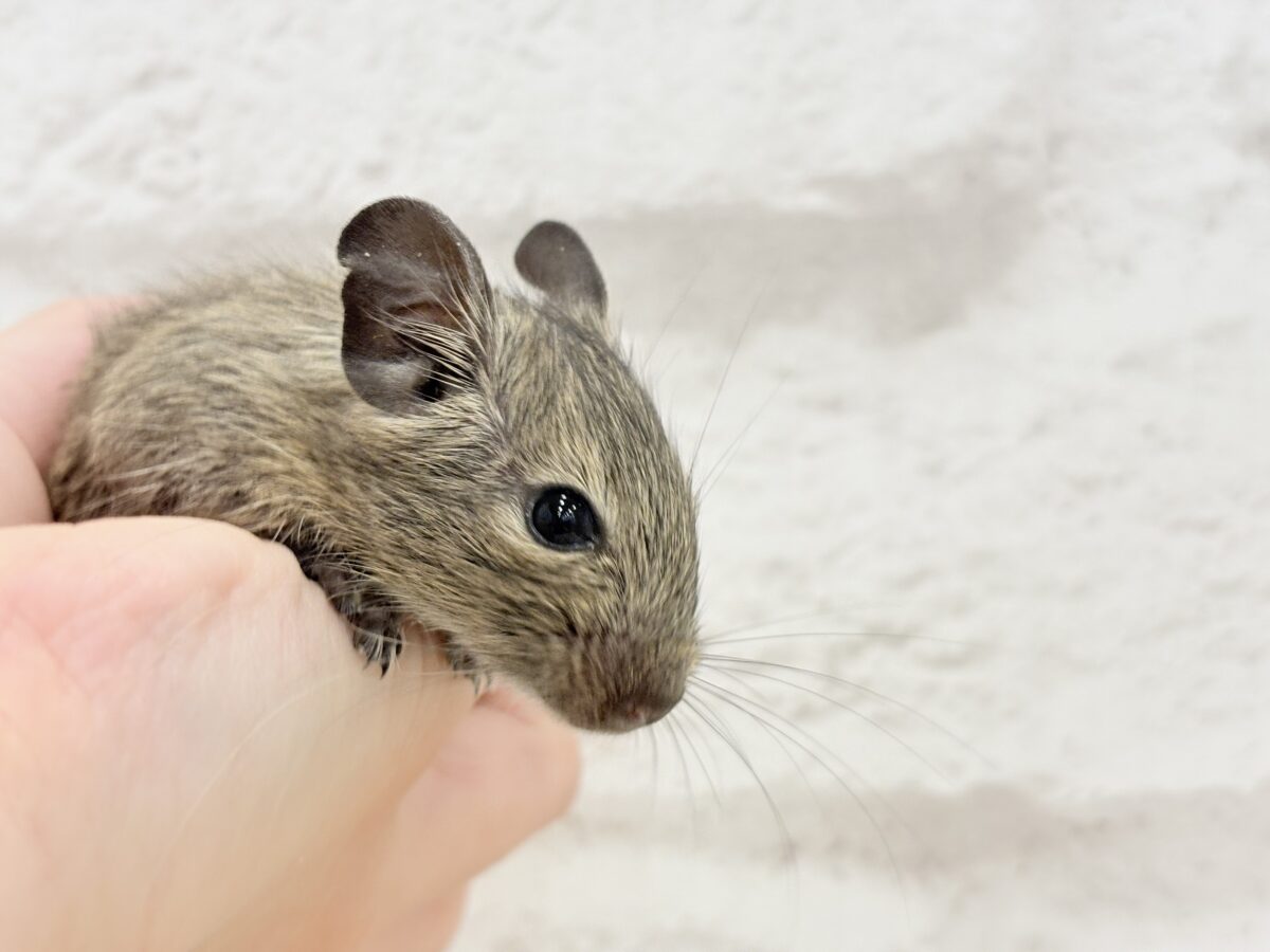 デグー