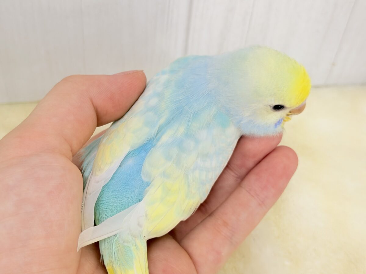 Theパステル!爽やかソーダのレインボー🌈(パステルレインボースパングル) セキセイインコ