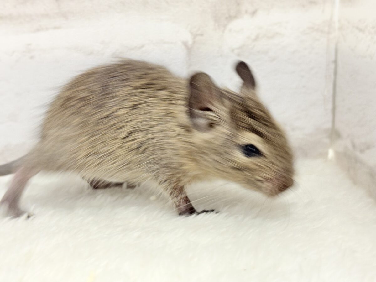 デグー