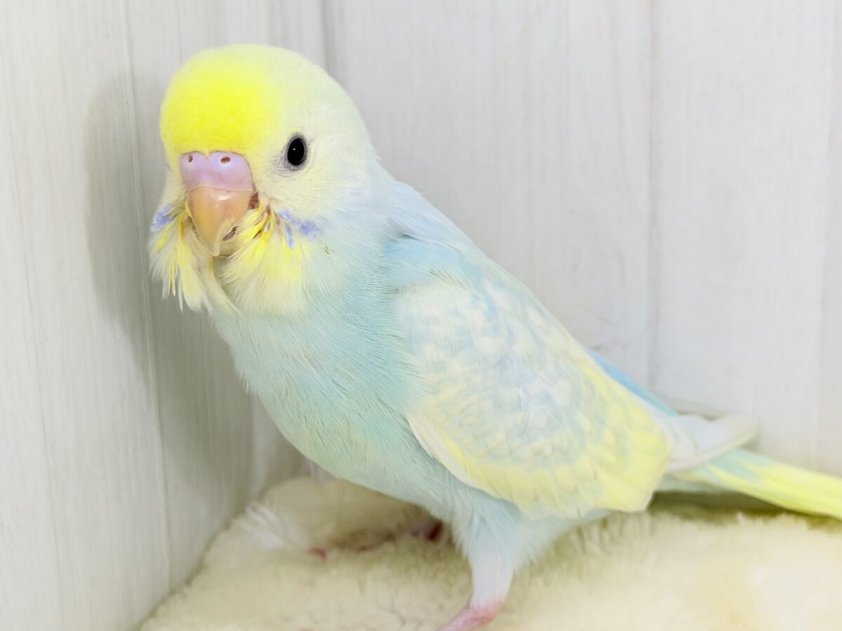 Theパステル!爽やかソーダのレインボー🌈(パステルレインボースパングル) セキセイインコ